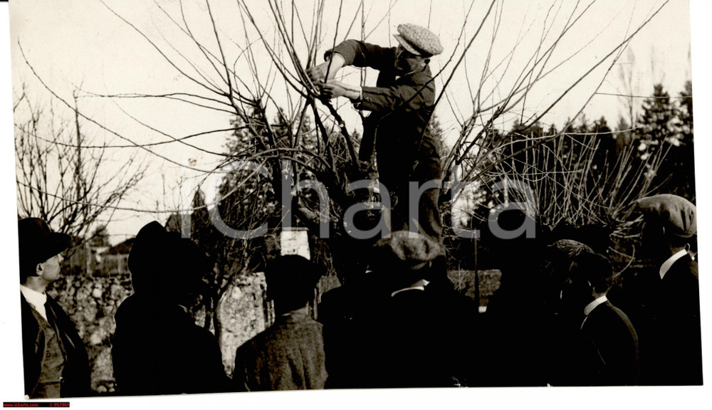 Fotografia d'epoca originale 1940 ca AREA LOMBARDA Contadino intento alla potatura del gelso *Foto 18x10 1