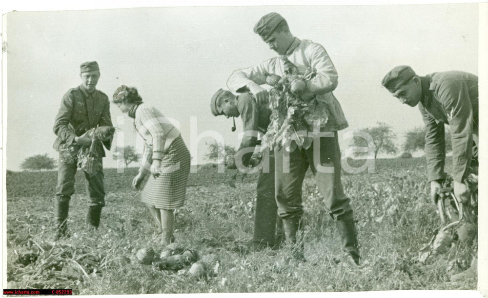 Fotografia d epoca originale 1939 WW2 MILANO Soldati tedeschi aiutano al lavoro nei campi FOTOGRAFIA 1