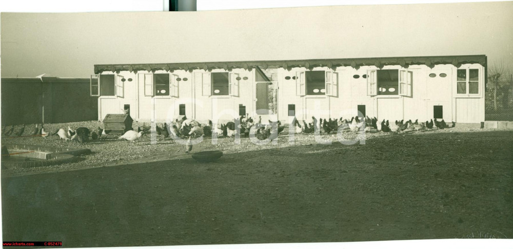 Fotografia d'epoca originale 1930 CIVIDALE DEL FRIULI UD Polleria colonia RUBIGNACCO 1