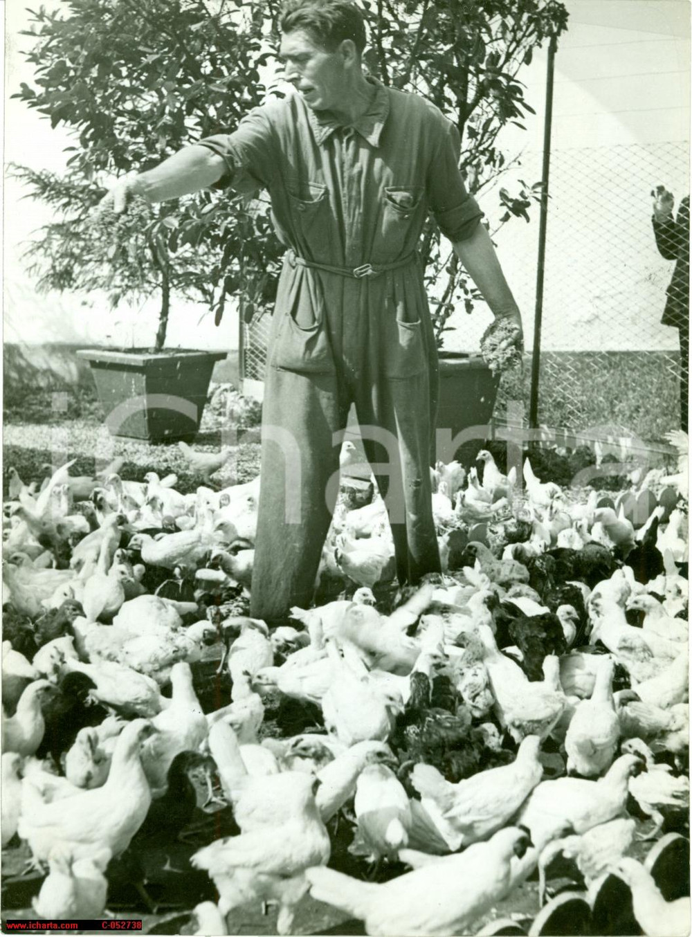 Fotografia d'epoca originale 1941 MILANO Allevamento autarchico animali da cortile 1