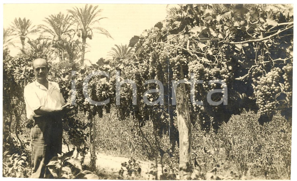 Fotografia d'epoca originale 1925 circa ENNA Tenuta vinicola CASTROGIOVANNI Animata 1