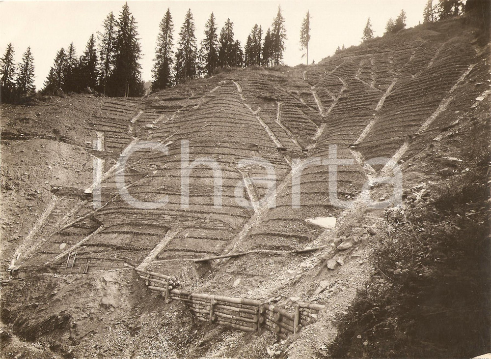 Fotografia d'epoca originale 1930 VAL PESARINA (UD) Rimboschimento del Rio SCURO 1