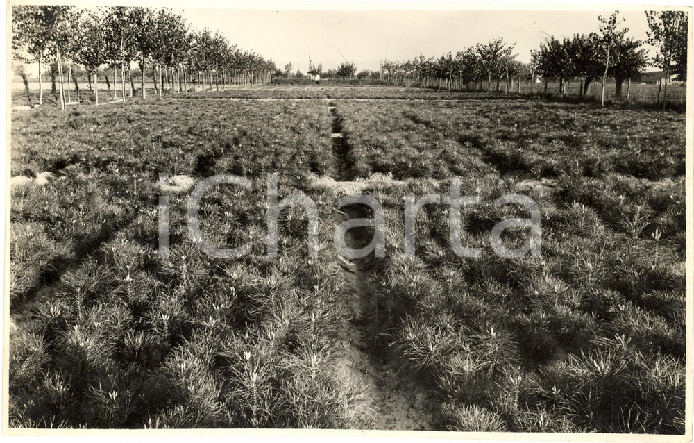 Fotografia d epoca originale 1935 ca BONIFICA FASCISTA Terreno coltivato dopo le bonifiche Fotografia 1