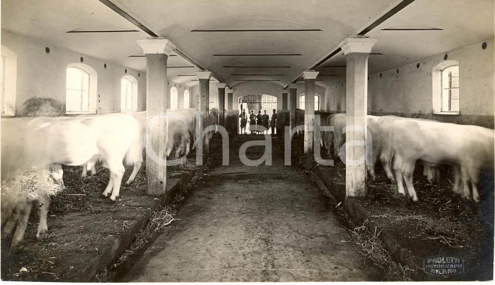 Fotografia d'epoca originale 1940 ca AREA MILANESE Veduta interna di una stalla *Fotografia PAOLETTI 1