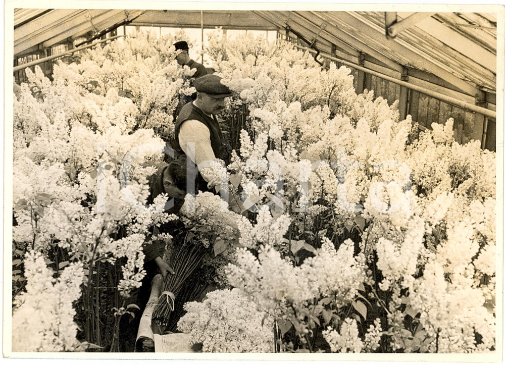 Fotografia d'epoca originale 1941 GERMANIA Serra fiori lilla per NATALE Foto ANIMATA 1