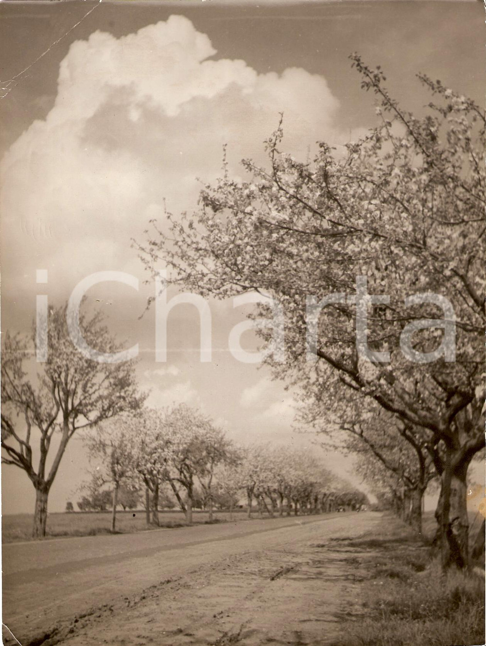 Fotografia d'epoca originale 1941 BERLINO? FrÃ¼hling an der Landstrasse REAL PHOTO 1