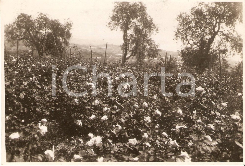Fotografia d'epoca originale 1932 SANREMO (IM) Fioritura di rose in riviera PHOTO 1