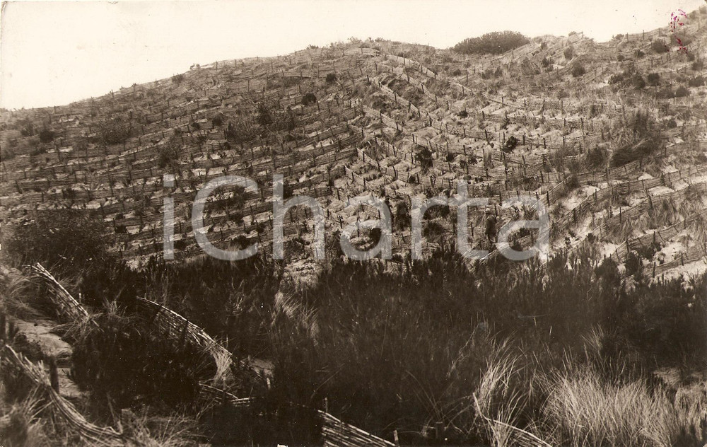 Fotografia d'epoca originale 1934 MELENDUGNO LE Rinsaldamento dune Bonifica BRUNESE 1