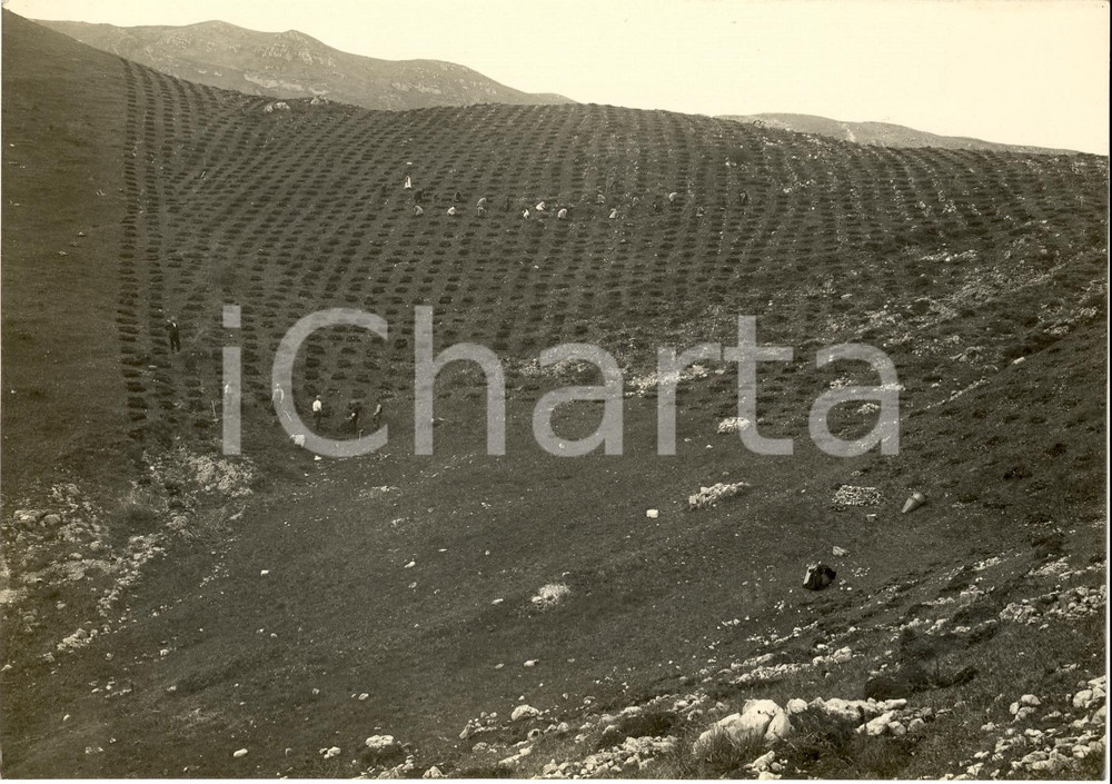 Fotografia d'epoca originale 1930 MANIAGO (PN) Rimboschimento monte JOUF animata 1