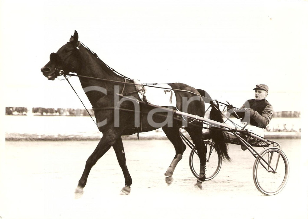 Fotografia d'epoca originale 1939 MILANO IPPODROMO SAN SIRO Cavallo DE SOTA rientra dopo la vittoria 1