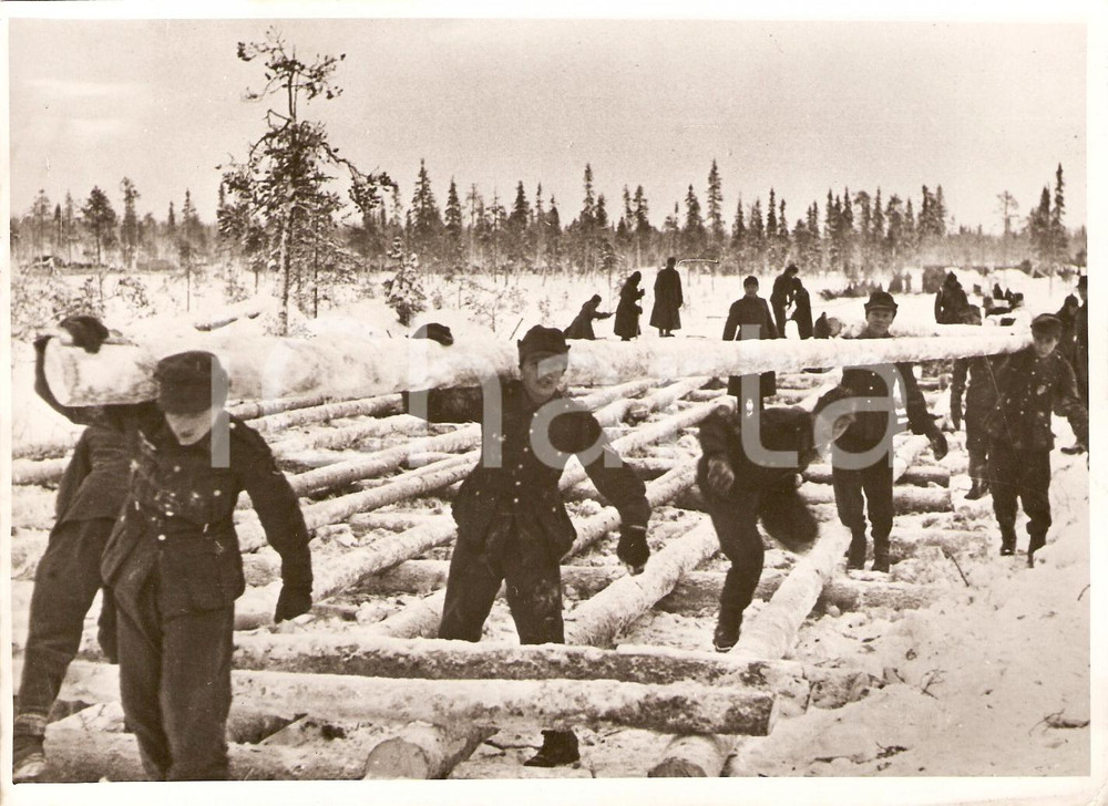 Fotografia d'epoca originale 1944 WW2 CARELIA Costruzione di strada nella foresta 1