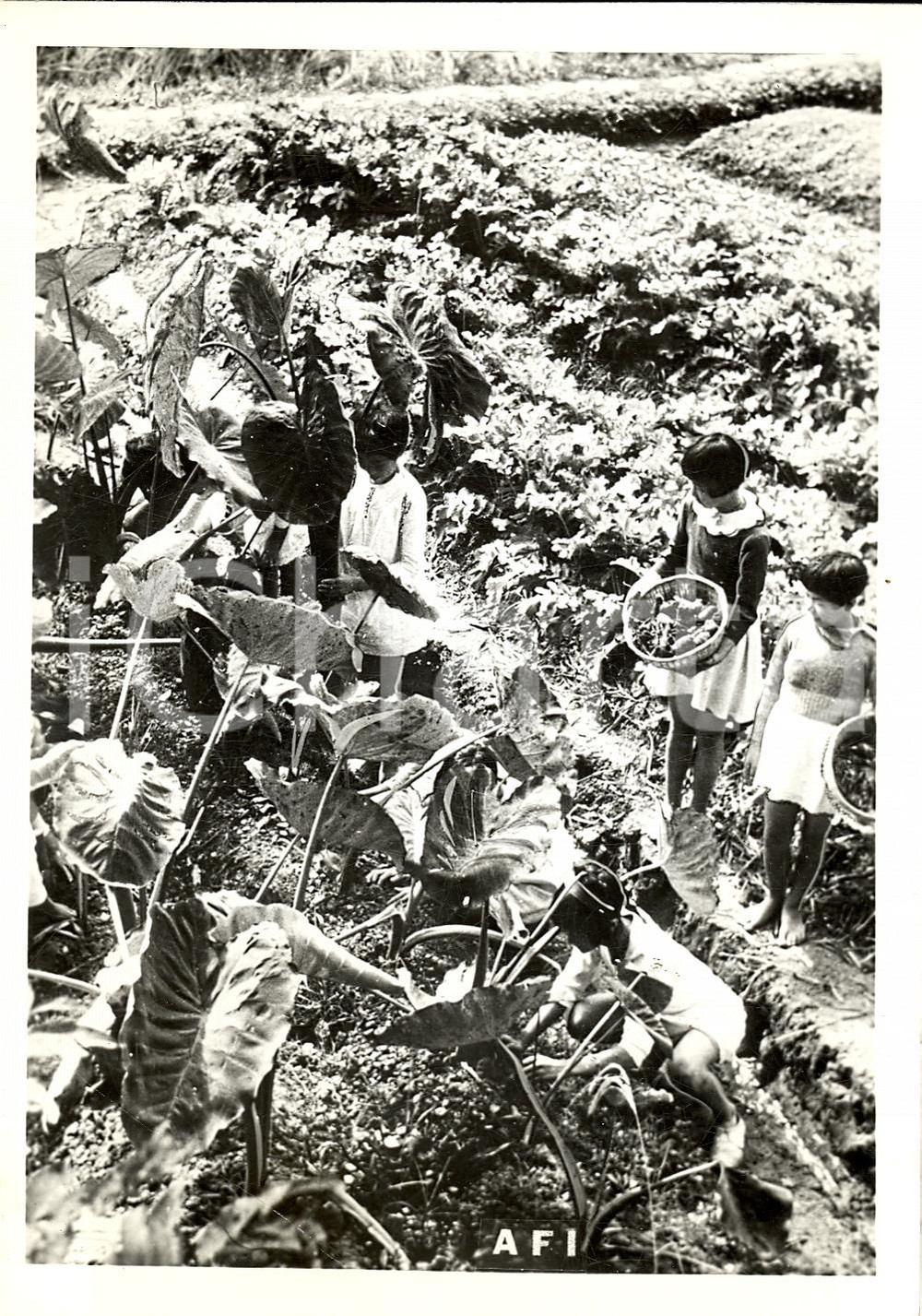 Fotografia d'epoca originale 1942 TOKYO (JAPAN) AUTARCHIA Scolari lavorano in un campo agricolo sperimentale 1