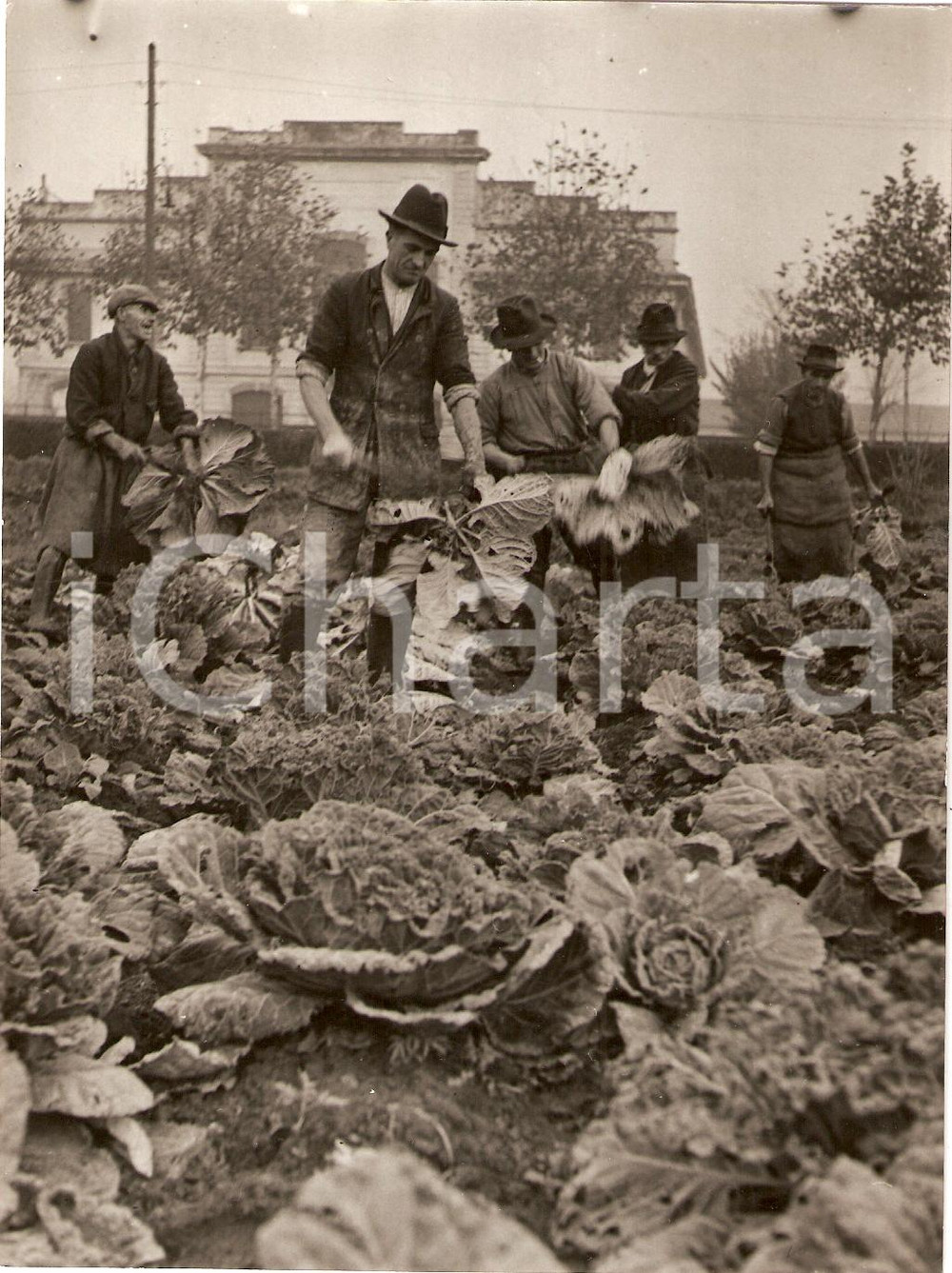 Fotografia d'epoca originale 1941 MILANO Il raccolto delle verze in periferia *Fotografia 1