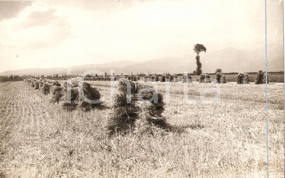 Fotografia d epoca originale 1935 ca AGRO REATINO Frumento ARDITO Principe POTENZIANI Piantagioni 1