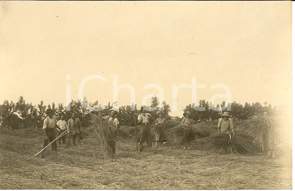 Fotografia d'epoca originale 1930 PADOVA Contadini in campo per mietitura VERA FOTO 1