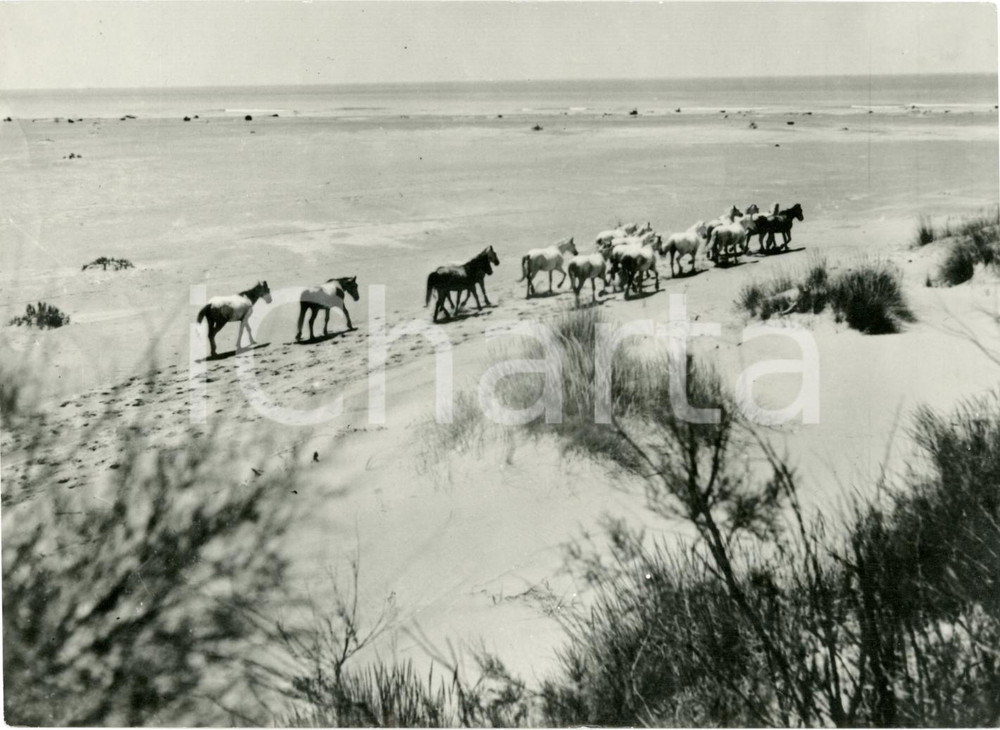 Fotografia d'epoca originale 1953 FRANCIA Foto di scena CRIN BLANC Albert LAMORISSE 1
