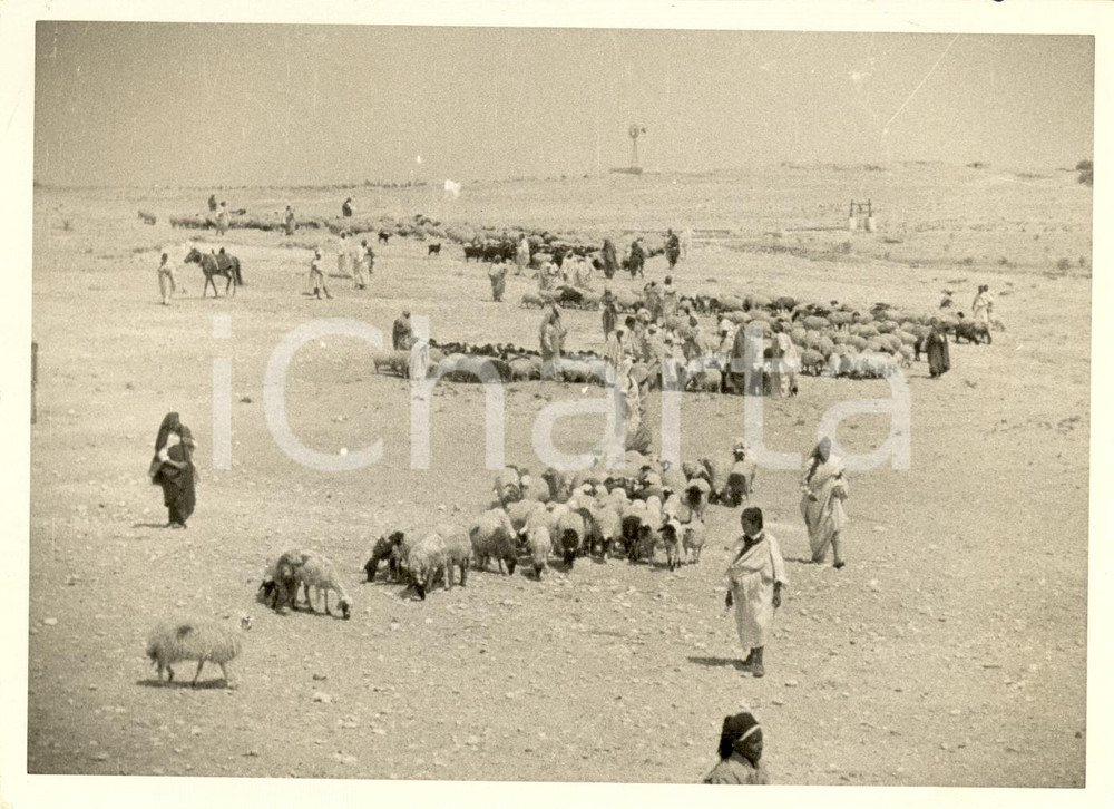 Fotografia d epoca originale 1936 TRIPOLI Bestiame abbandona il deserto per siccitÃ  1