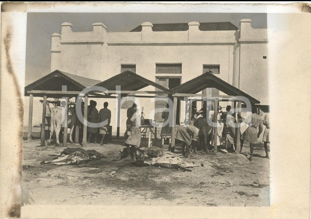 Fotografia d epoca originale 1930 ca MERCA SOMALIA Iperimmunizzazione buoi sieroproduttori Fotografia 1