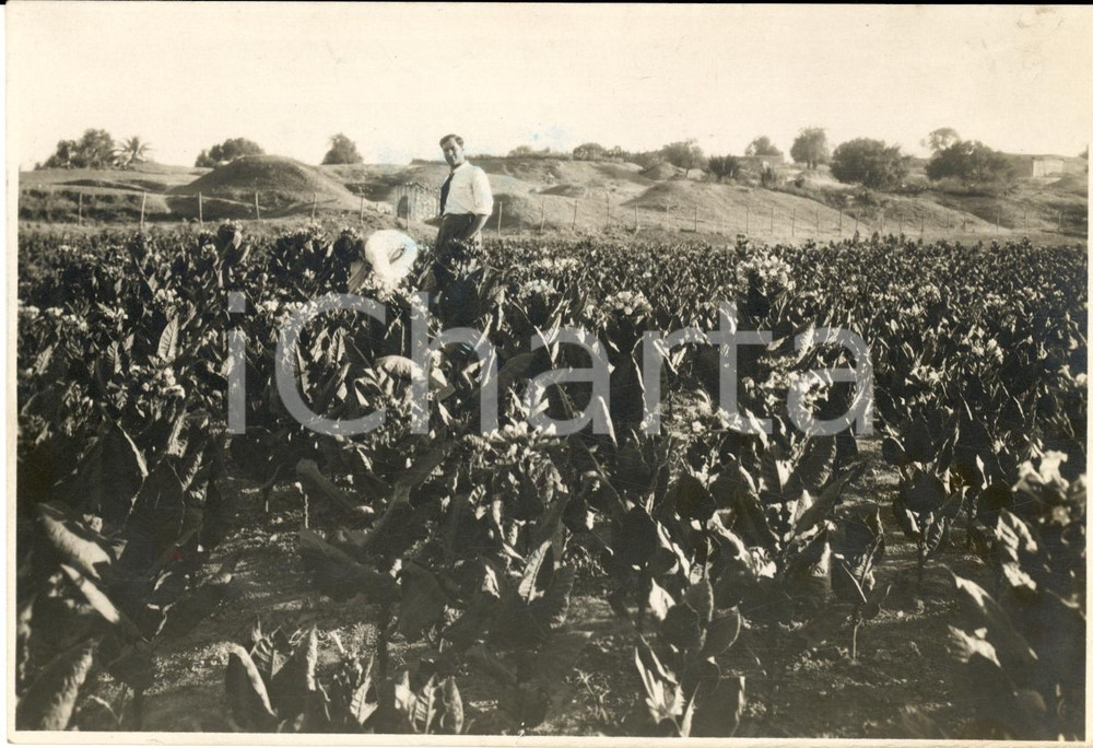 Fotografia d epoca originale 1931 TRIPOLI LIBIA Colono in una piantagione libica Fotografia 1
