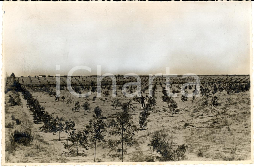 Fotografia d epoca originale 1935 ca ARGUB ELARBED LIBIA La steppa rimboschita con eucalipti Fotografia 1