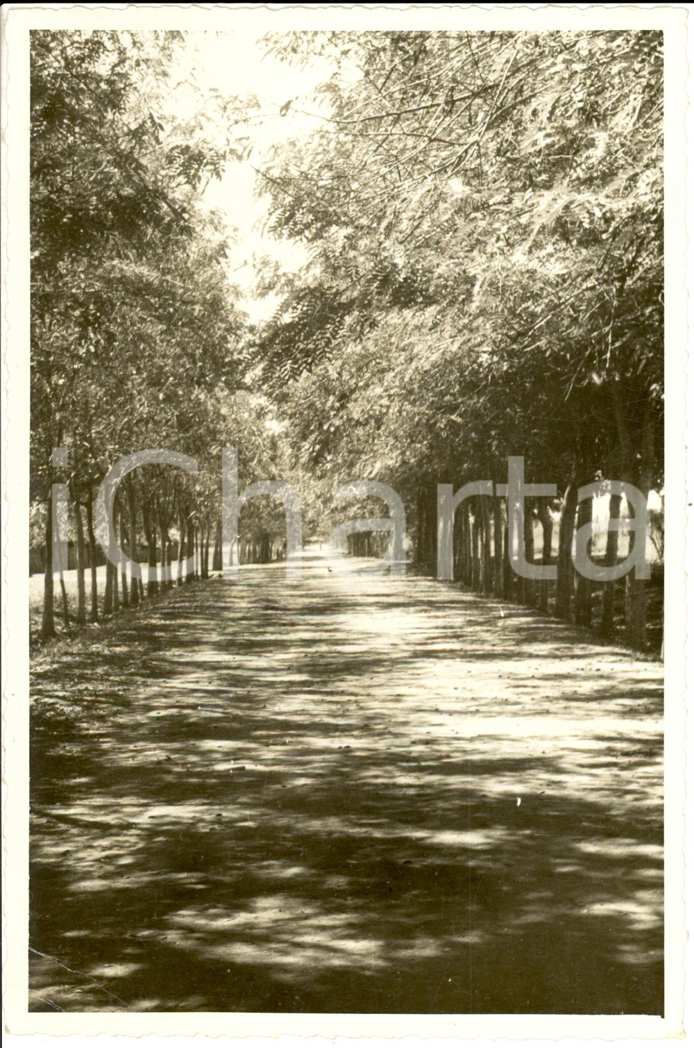 Fotografia d epoca originale 1940 VILLABRUZZI SOMALIA Un viale della S.A.I.S. SocietÃ  Agricola Italo Somala 1