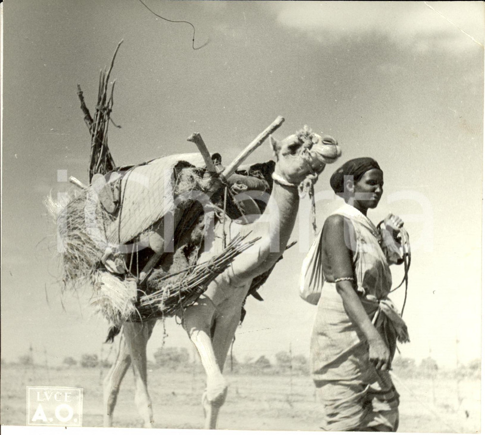 Fotografia d epoca originale 1936 SOMALIA A.O.I. Usi e costumi popolo BORANA  Donna con cammello Fotografia 1