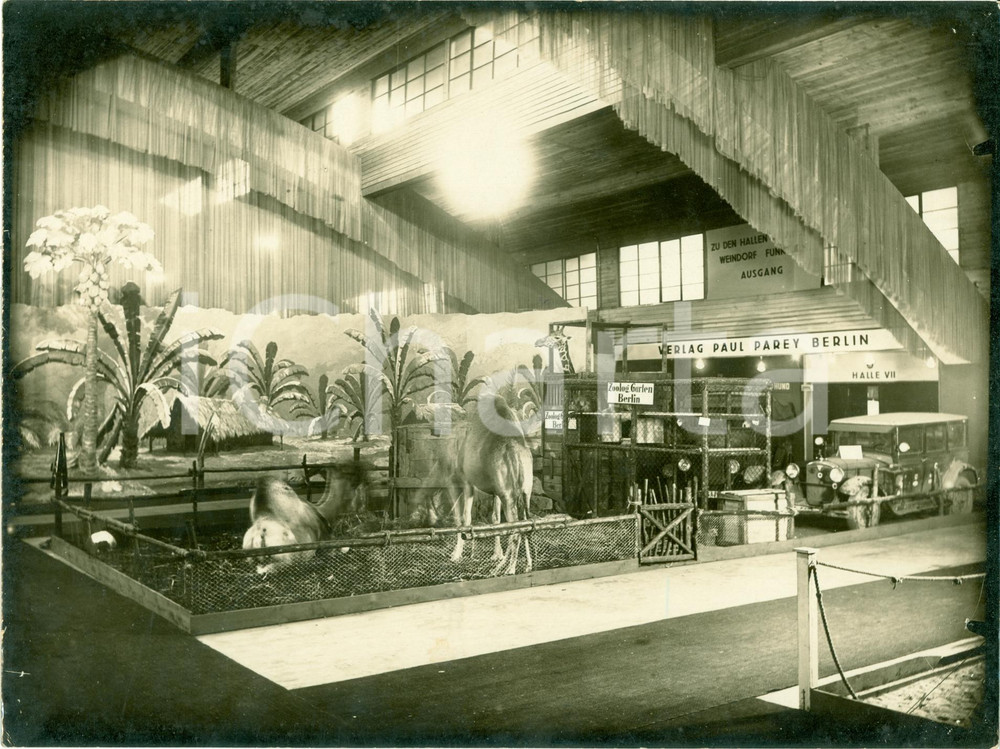 Fotografia d epoca originale 1930 BERLIN DE Sala dromedari al Giardino Zoologico FOTOGRAFIA 1