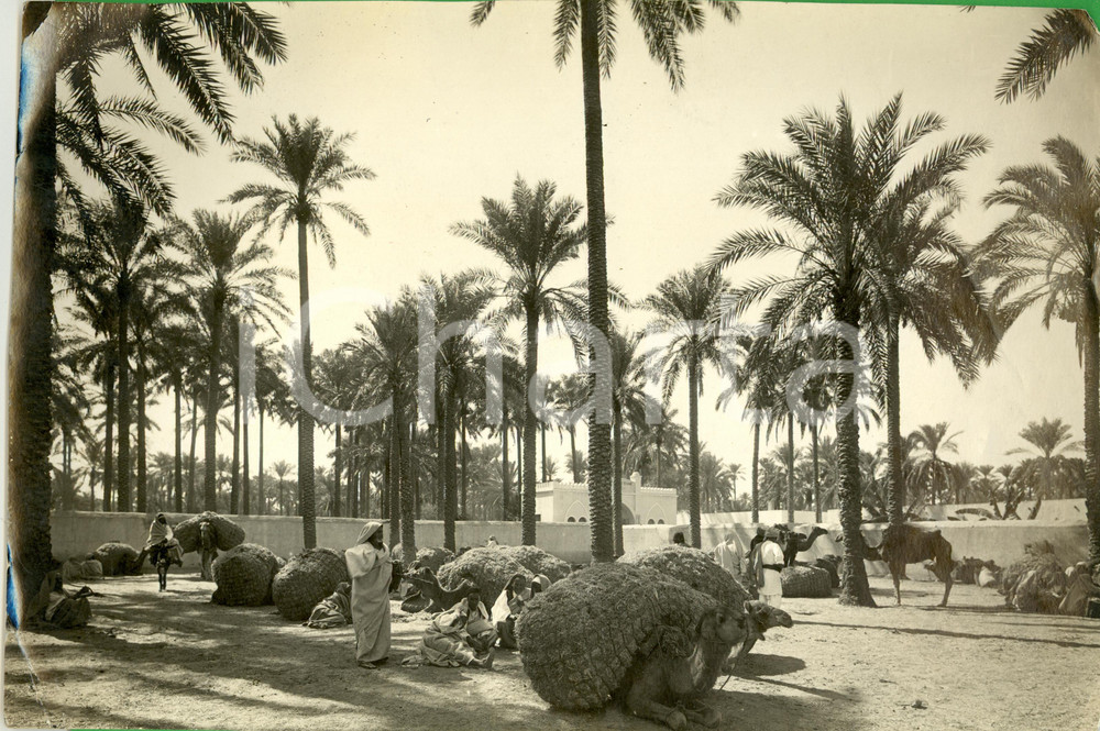 Fotografia d epoca originale 1930 ca TRIPOLITANIA Il mercato del foraggio Fotografia 27 x 18 cm 1