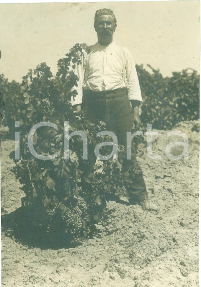 Fotografia d epoca originale 1935 ca GURGI LIBIA Vigneti Concessione GUGGIONI producono vino da tavola FOTO 1