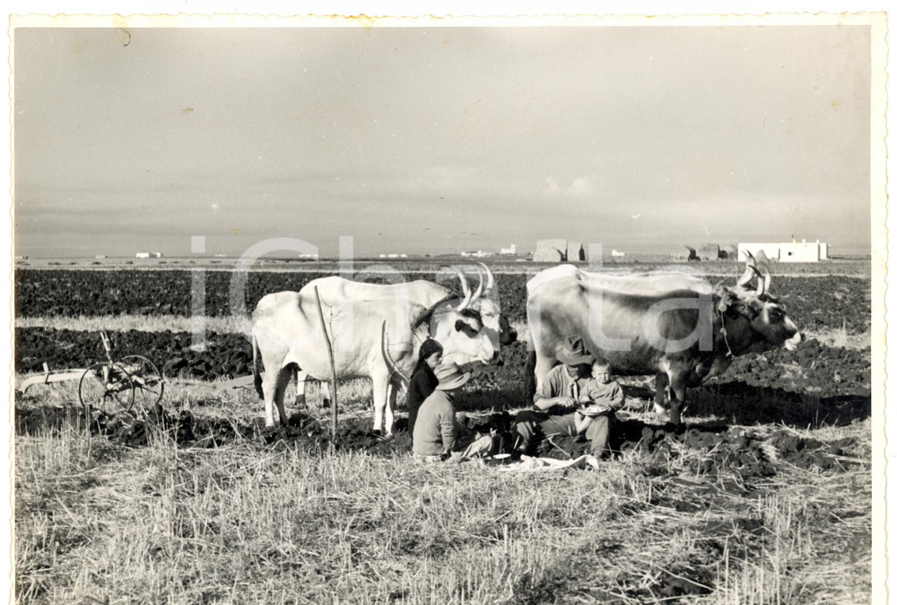 Fotografia d epoca originale 1938 CIRENAICA LIBIA Coloni rurali italiani pranzano nel campo con i buoi Foto 1