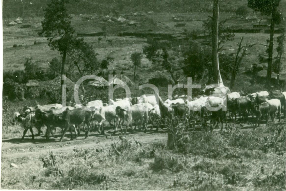Fotografia d epoca originale 1938 YABELO ETIOPIA AOI Mandria di bovini al pascolo Fotografia 1