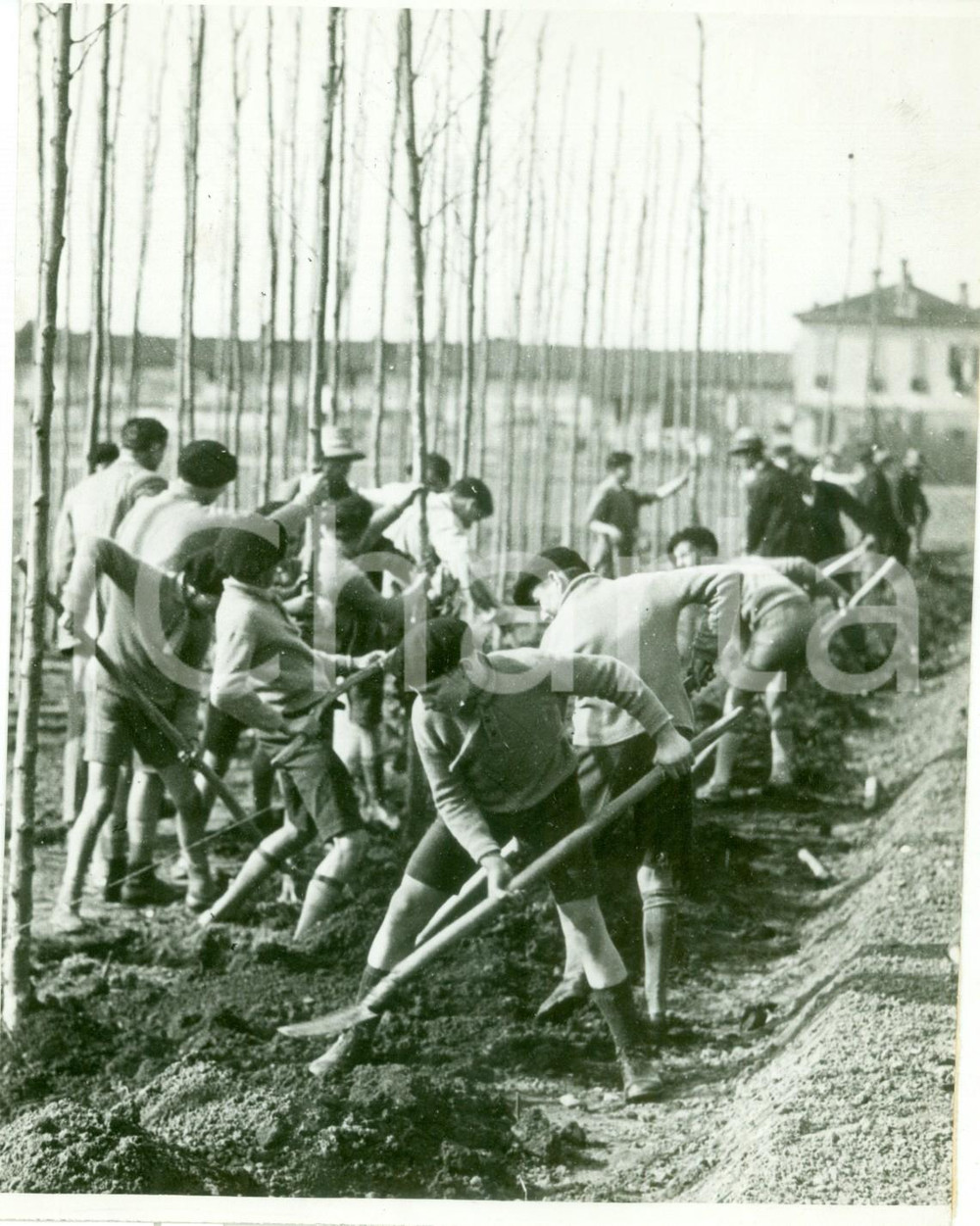 Fotografia d epoca originale 1930 MILANO Avanguardisti piantano alberi alla Festa degli Alberi FOTOGRAFIA 1