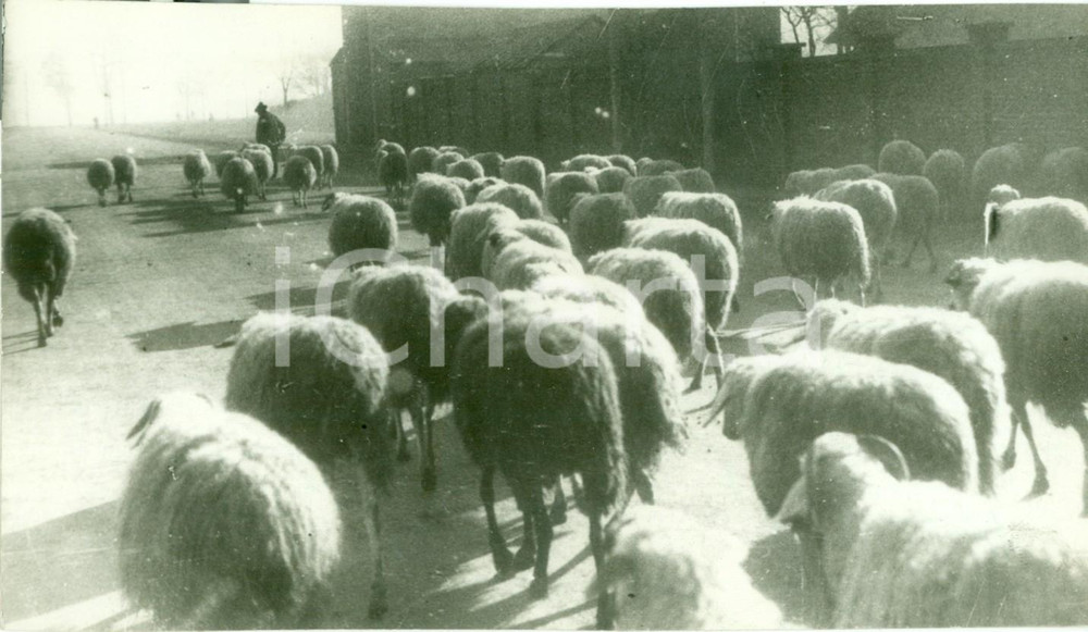 Fotografia d epoca originale 1941 CAMPAGNA MILANESE Gregge di pecore nella campagna lombarda Fotografia 1
