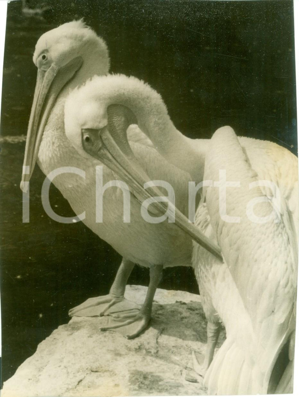 Fotografia d epoca originale 1942 BERLIN Due pellicani allo zoo TIERGARTEN Vera fotografia 1