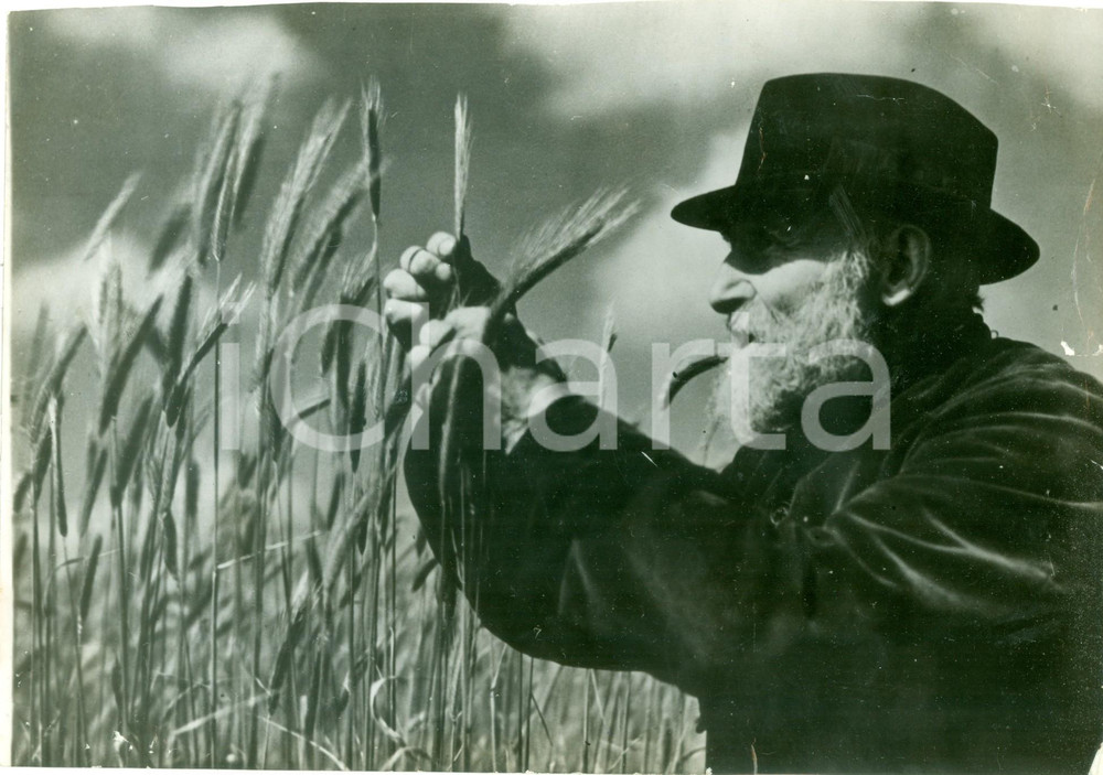 Fotografia d epoca originale 1943 SPAGNA ? Contadino controlla l esparto Fotografia DANNEGGIATA 1