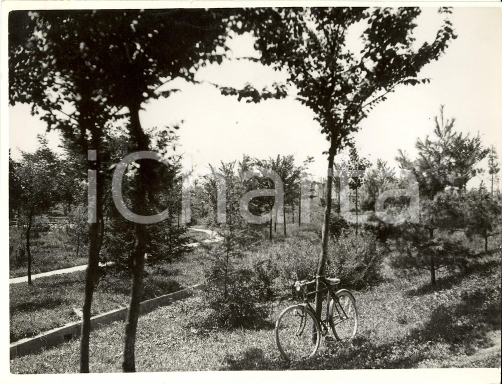 Fotografia d epoca originale 1937 MILANO Veduta del parco Arnaldo MUSSOLINI a LAMBRATE con bicicletta Foto 1