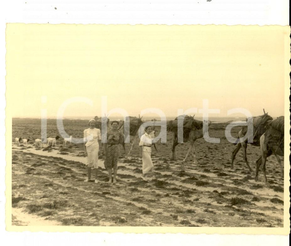 Fotografia d epoca originale 1937 AOI SOMALIA Mogli di coloni italiani con cammelli e pecore Foto CURIOSA 1