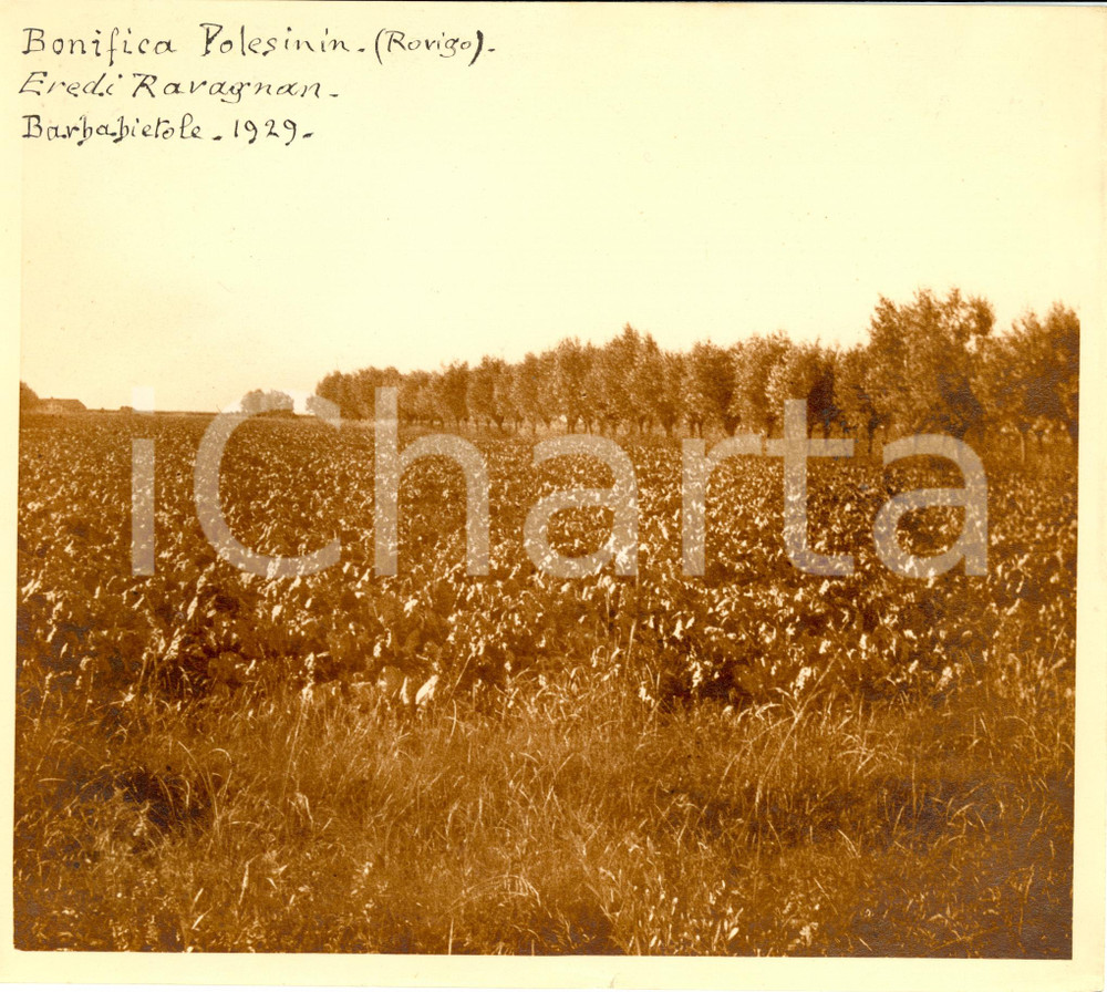 Fotografia d epoca originale 1929 TAGLIO DI PO  RO  BORGO POLESININO Terreni eredi RAVAGNAN bonifica Foto 1