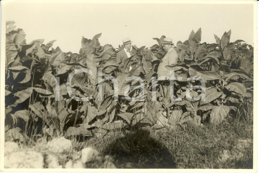 Fotografia d epoca originale 1930 LIBIA Coloni in visita alle piantagioni di TABACCO Fotografia 1
