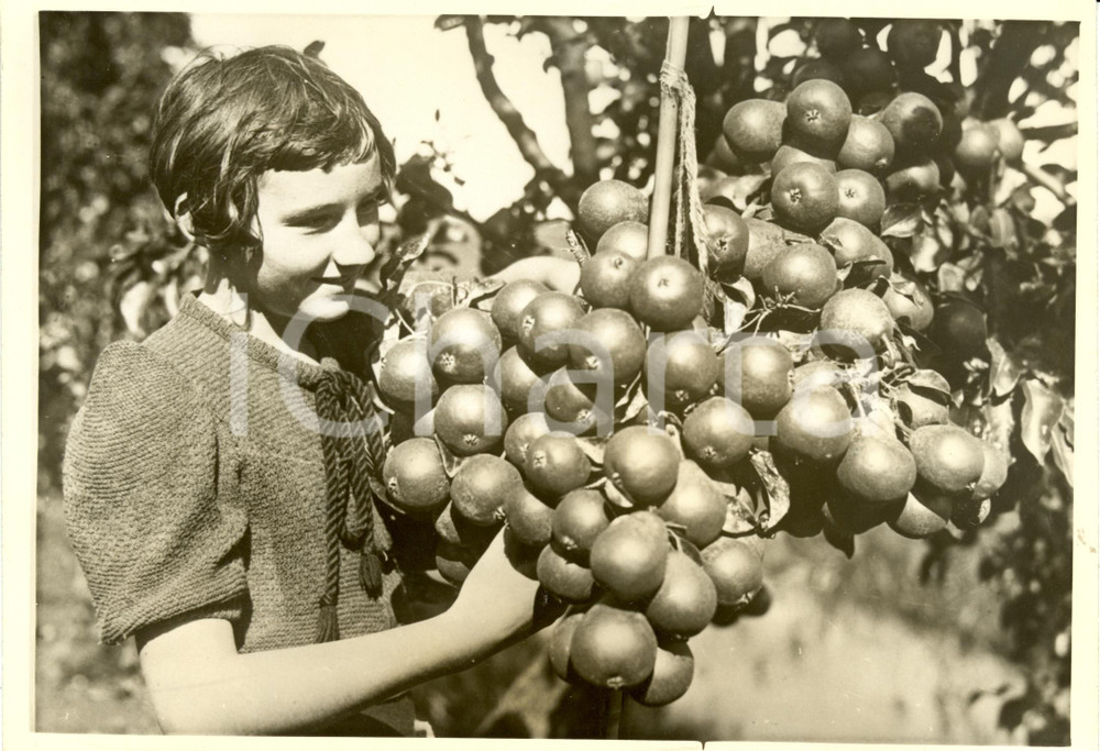 Fotografia d epoca originale 1938 AMSTERDAM NL Prodigi della natura...150 pere su un unico ramo Fotografia 1