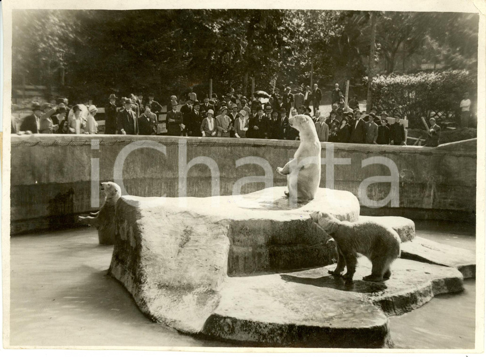 Fotografia d epoca originale 1940 ca ROMA Giardino Zoologico  Orsi bianchi stupiscono Mayor of LONDON Foto 1