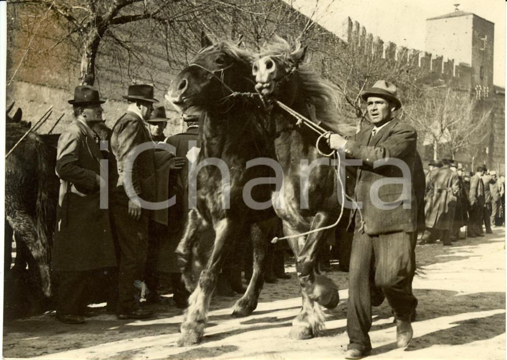 Fotografia d epoca originale 1941 VERONA Fiera Agricoltura Mostra Cavalli  Presentazione due stalloni Foto 1