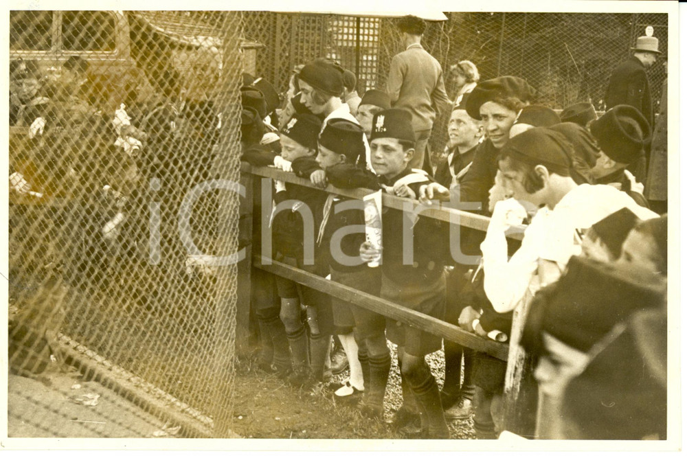 Fotografia d epoca originale 1935 MILANO Balilla in visita alla Fiera osservano scimmiette Fotografia 1