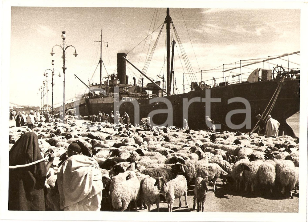 Fotografia d epoca originale 1936 TRIPOLI SV Bestiame in partenza per CIRENAICA a causa della siccitÃ  FOTO 1