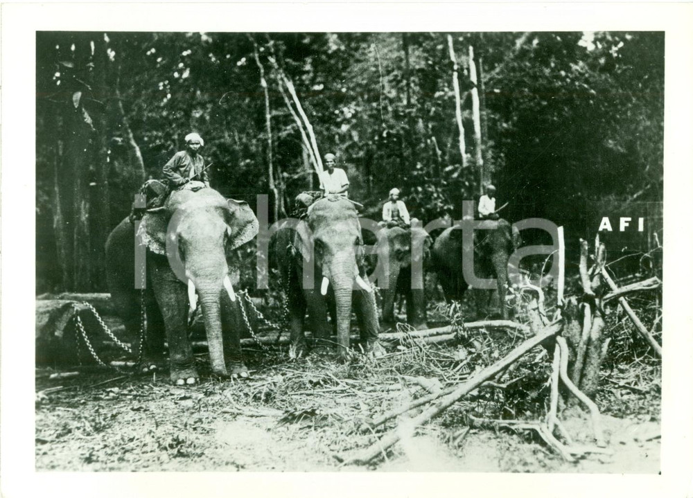 Fotografia d epoca originale 1942 BIRMANIA Elefanti trasportano alberi gudiati da indigeni Fotografia 1