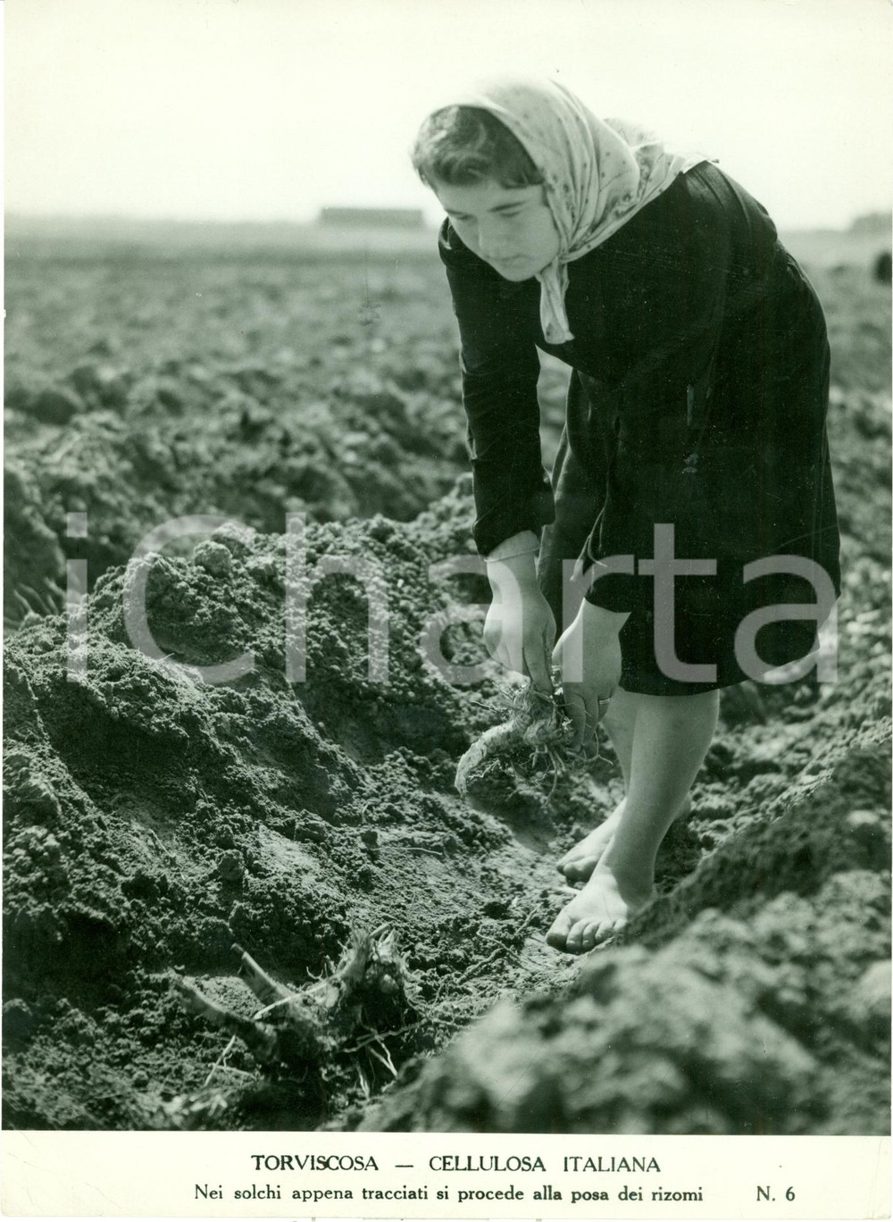 Fotografia d epoca originale 1940 ca TORVISCOSA UD Cellulosa Italiana Operaia scalza pianta rizomi FOTO 1