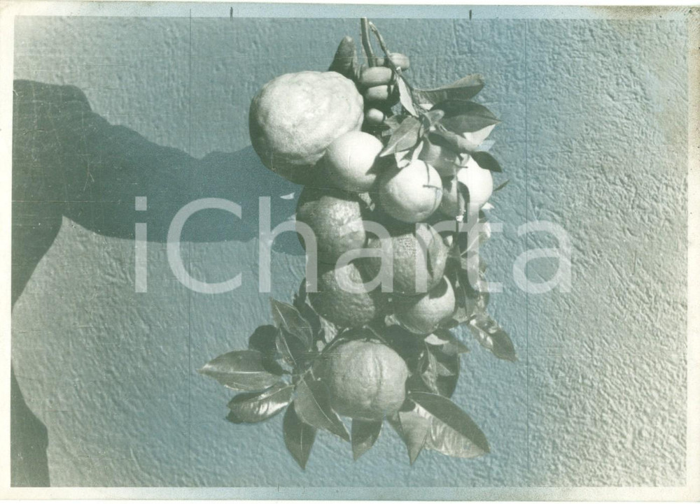 Fotografia d epoca originale 1938 HARAR ETIOPIA AOI Gli agrumi giganteschi delle fattorie coloniche Foto 1