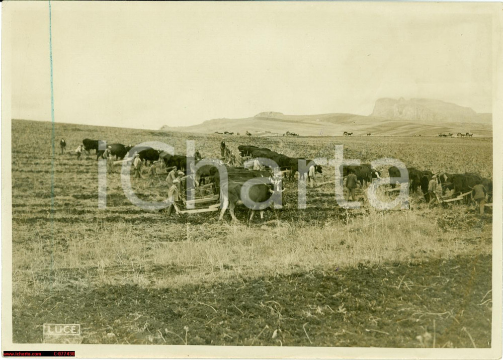 Fotografia d epoca originale 1939 Palermo bonifica Latifondo Siciliano FOTO lavori 1
