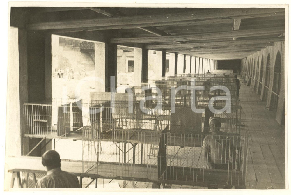 Fotografia d epoca originale 1933 ROMA Mercati Traianei  Esposizione Mondiale Pollicultura  Gabbie  Foto 1