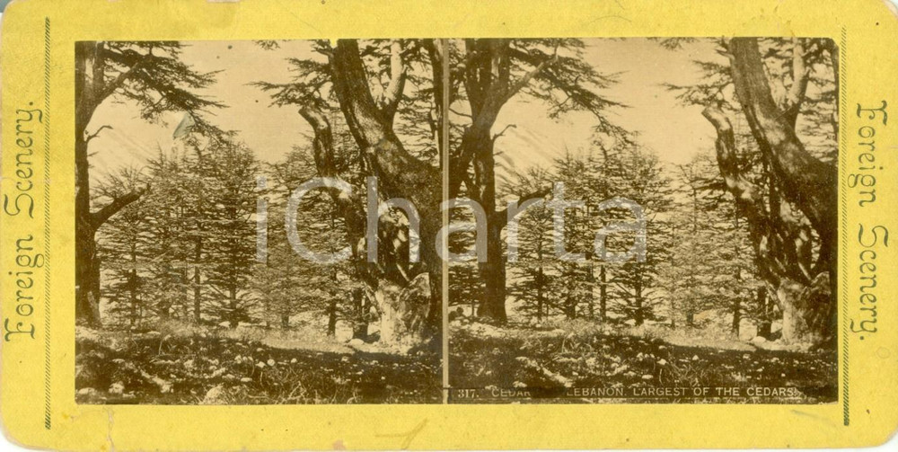 Fotografia d epoca originale 1890 ca LIBANO I cedri piÃ¹ grandi del mondo Foto stereoscopica 1